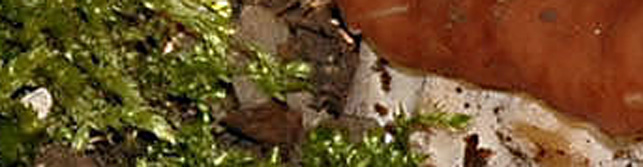 Quiz  facile... o difficile?